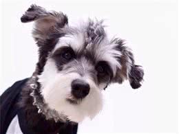 中小型犬会有潜在的遗传病！每只都有这么多病？