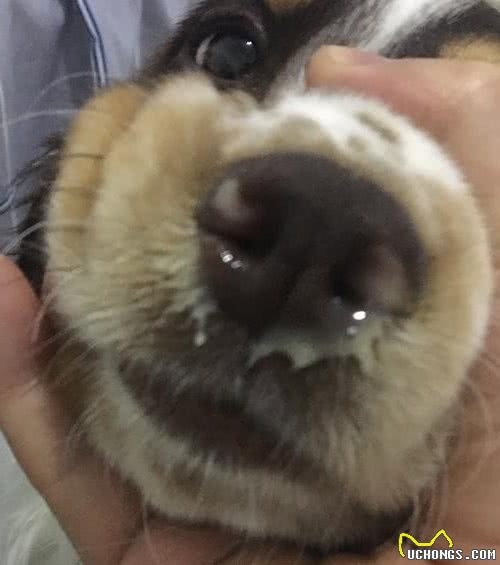 安爸告诉您狗狗常见的疾病有哪些呢？（一）