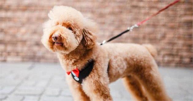 过度“善良”的泰迪犬，都会有这6个表现，你家泰迪占了几个？