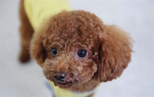 过度“善良”的泰迪犬，都会有这6个表现，你家泰迪占了几个？