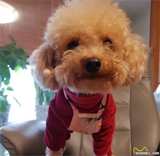 过度“善良”的泰迪犬，都会有这6个表现，你家泰迪占了几个？