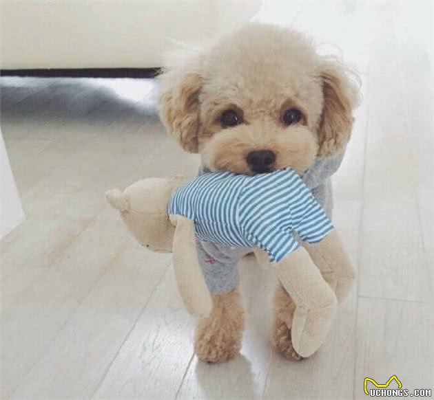 过度“善良”的泰迪犬，都会有这6个表现，你家泰迪占了几个？