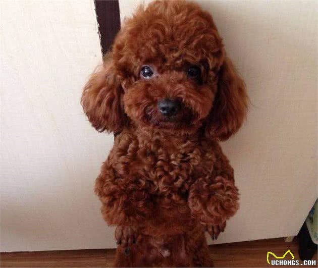 过度“善良”的泰迪犬，都会有这6个表现，你家泰迪占了几个？