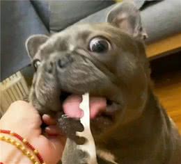 厉害了我的狗！法国斗牛犬拆家能力不俗，真当自己是挖掘机了？