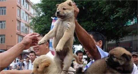 买狗时，不要有这4种心理，不然你什么狗都养不好