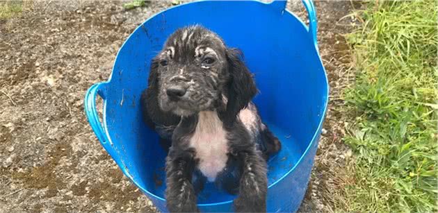 名贵幼犬患病遭遗弃，谁知一只竟成嗅探犬，原主人要后悔死