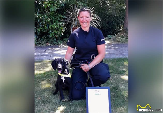 名贵幼犬患病遭遗弃，谁知一只竟成嗅探犬，原主人要后悔死