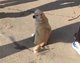 狗脸丢尽！狗狗室外尿尿，结果被冻在地上