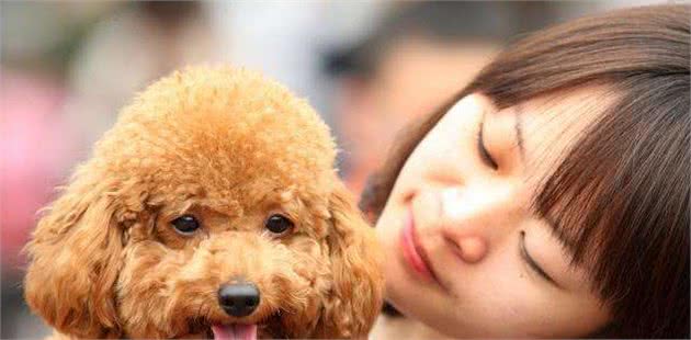 养泰迪犬5个痛点，大部分人还是深有体会，你后悔吗？