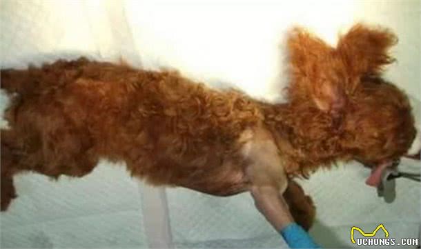 养泰迪犬5个痛点，大部分人还是深有体会，你后悔吗？