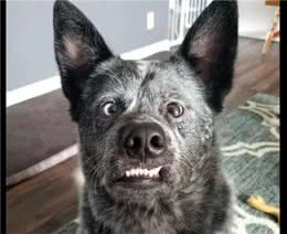 狗狗天生大脑就缺失一点，导致嗅觉完全丧失，模样看起来也很古怪