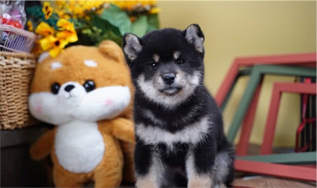 柴犬和柯基哪个好养？柴犬的优点有哪些？