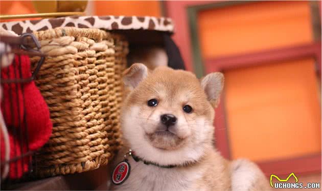 柴犬和柯基哪个好养？柴犬的优点有哪些？