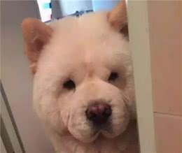 在狗狗眼里，主人上厕所的行为，其实代表这些意思