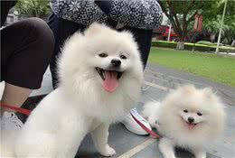 我的养狗心得