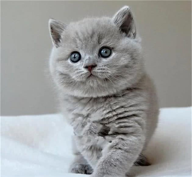 蓝猫价格表，价格差距大吗？