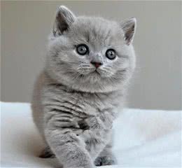 蓝猫价格表，价格差距大吗？