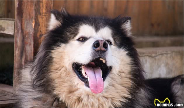 受欢迎的16种宠物犬寿命长短，看有没有你家的
