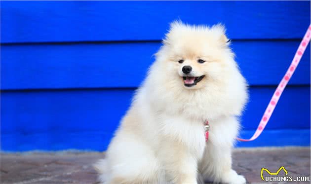 受欢迎的16种宠物犬寿命长短，看有没有你家的