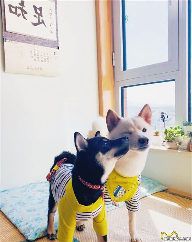 受欢迎的16种宠物犬寿命长短，看有没有你家的