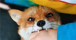 一只狗对你是“真爱”还是“敷衍”，看这几点就好