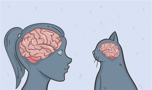 猫到底拥有什么超能力呢？这20条关于猫的冷知识你知道几个