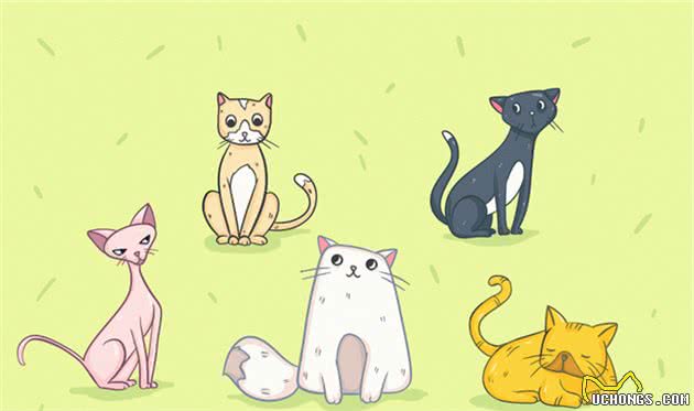 猫到底拥有什么超能力呢？这20条关于猫的冷知识你知道几个