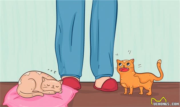 猫到底拥有什么超能力呢？这20条关于猫的冷知识你知道几个