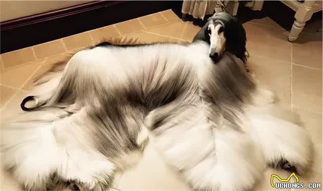 毛发最难打理的几种狗，很多人想养都不敢养