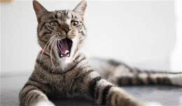 中国狸花猫为何“遭人嫌”？这6个原因，你可能也不喜欢