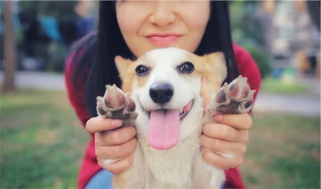 养狗就要对狗狗负责，该如何给母狗避孕？如何令母狗绝育？