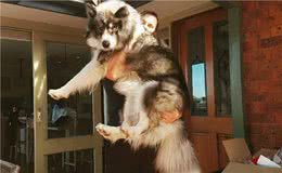 这几件事就是狗狗的“天敌”，遇到都害怕