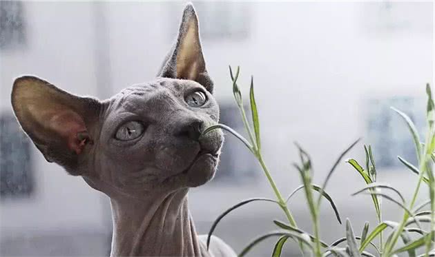 无毛猫—最诡异的猫