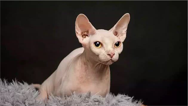 无毛猫—最诡异的猫