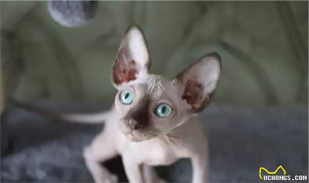 无毛猫—最诡异的猫
