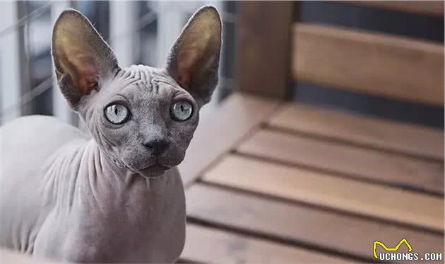 无毛猫—最诡异的猫