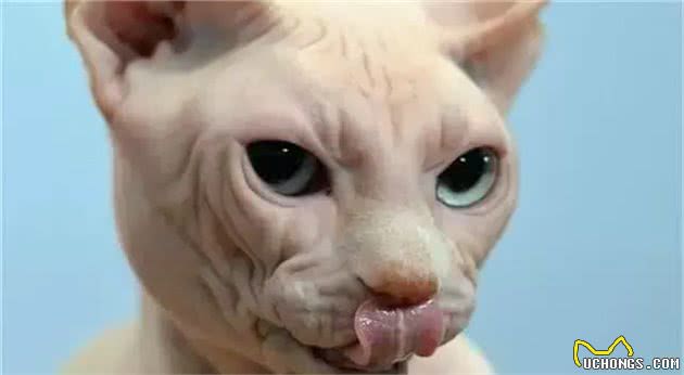 无毛猫—最诡异的猫
