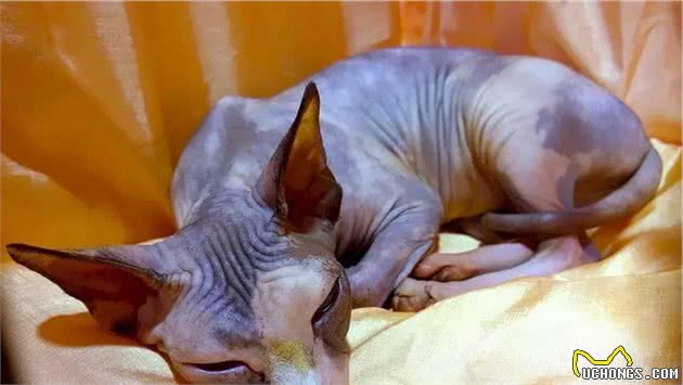 无毛猫—最诡异的猫