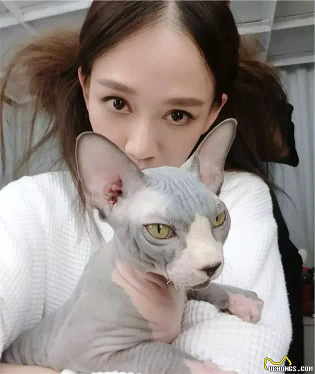 无毛猫—最诡异的猫