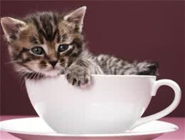 比矮脚猫还要萌？俄罗斯袖珍猫被CFA认证为全球最小的品种猫