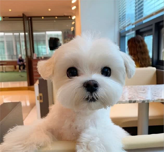 比熊犬：可以说是最好养的犬种之一，养一只不后悔