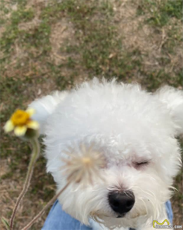 比熊犬：可以说是最好养的犬种之一，养一只不后悔