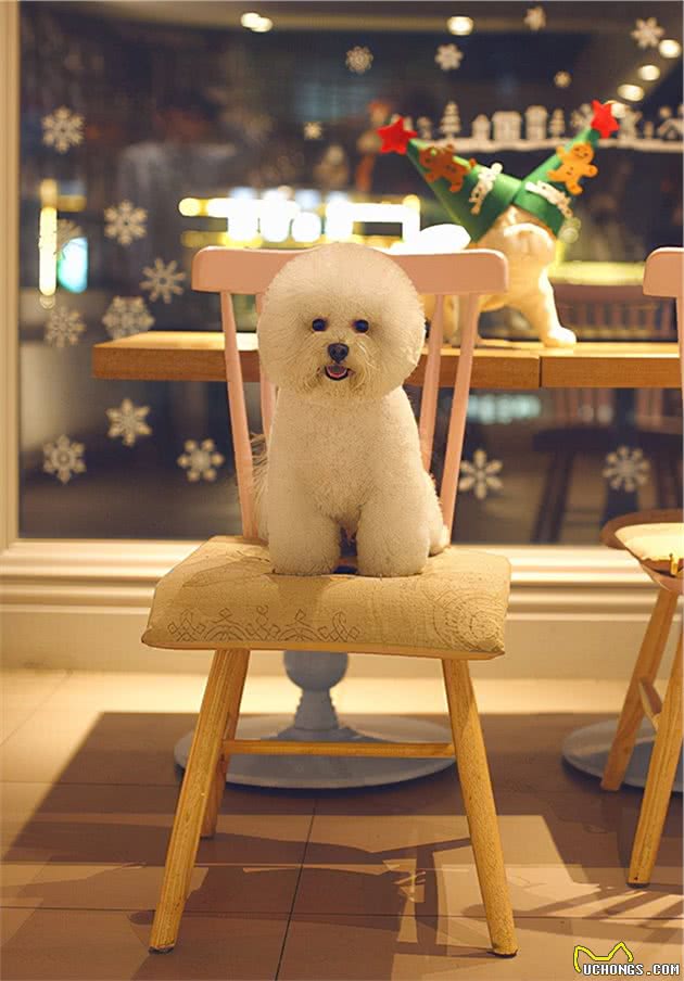 比熊犬：可以说是最好养的犬种之一，养一只不后悔