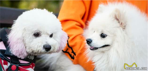 比熊犬：可以说是最好养的犬种之一，养一只不后悔