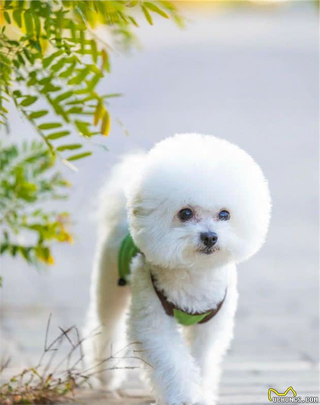比熊犬：可以说是最好养的犬种之一，养一只不后悔