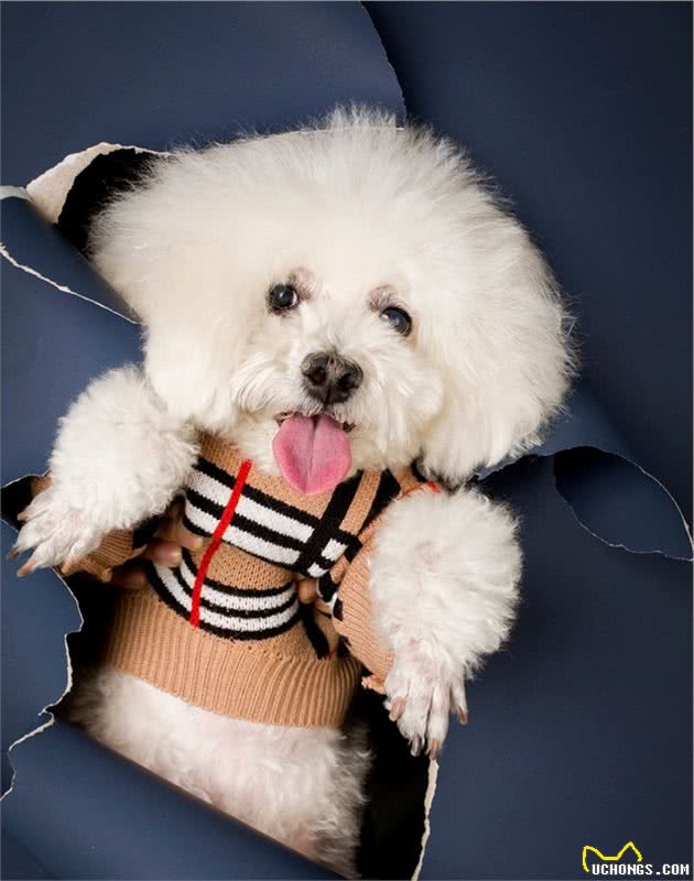 比熊犬：可以说是最好养的犬种之一，养一只不后悔
