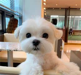 比熊犬：可以说是最好养的犬种之一，养一只不后悔