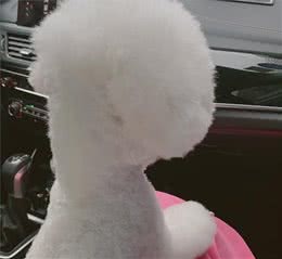狗狗需要经常外出，做好这几个训练，让狗狗更能得到别人的喜欢