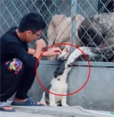 小狗要被送走，狗妈妈伸出爪子不停抚摸，路人：母爱令人感动