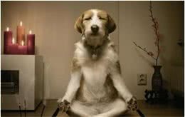 犬常见皮肤病，蠕形螨